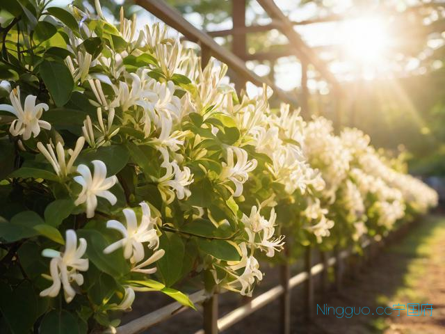 金银花种植栽培技术,金银花的种植与栽培