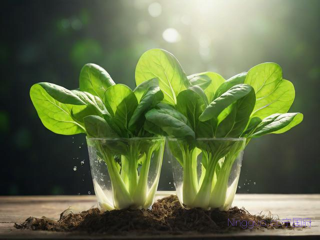 青菜种植的方法与技术,青菜种植技术和种植时间