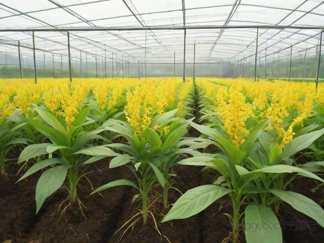 关于黄精种植技术亩产的信息