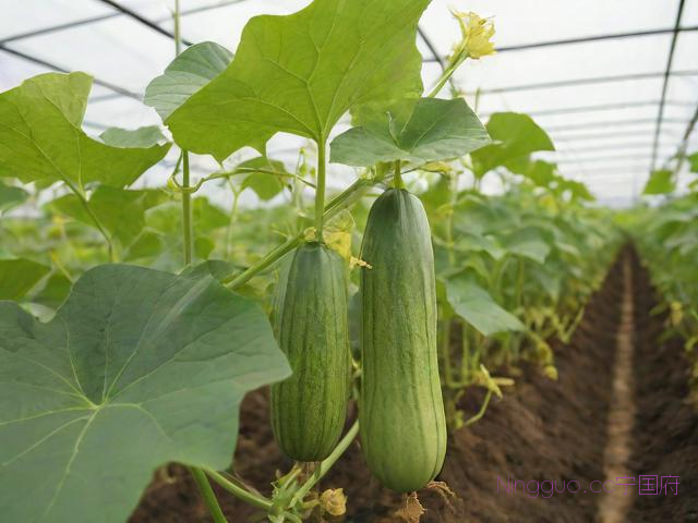 提供瓜蒌种苗种植技术,瓜蒌种植技术及亩收益视频