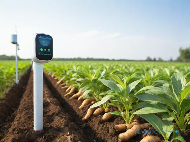 生姜种植高效技术,生姜种植技术和管理视频