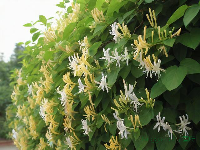 金银花高产种植技术,金银花高产种植技术视频