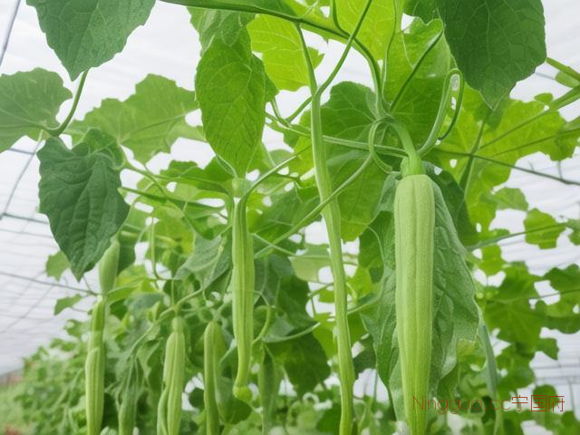 大棚种植丝瓜管理技术,大棚丝瓜栽培技术与管理
