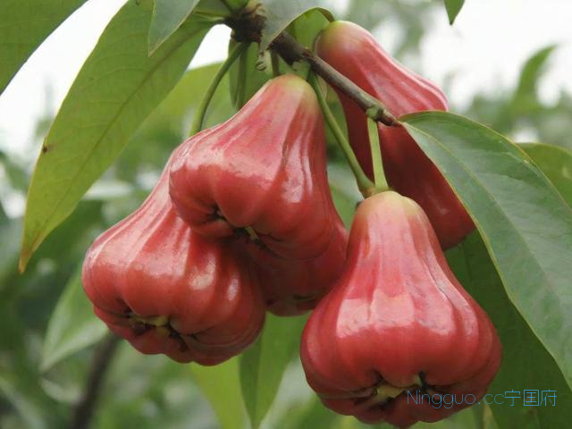 莲雾果的种植和技术要求,莲雾果好吃吗?什么样子?