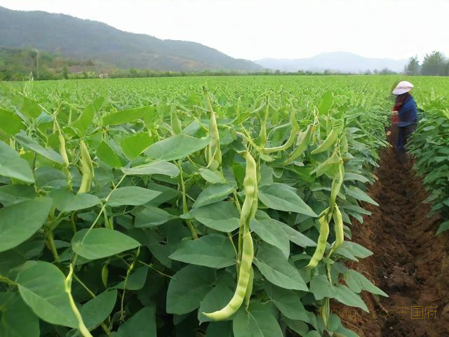 地豆种植技术视频播放,地豆种植技术视频播放大全