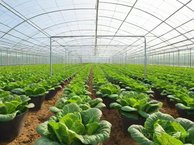 蔬菜大棚种植技术竞争,蔬菜大棚种植技术竞争有哪些