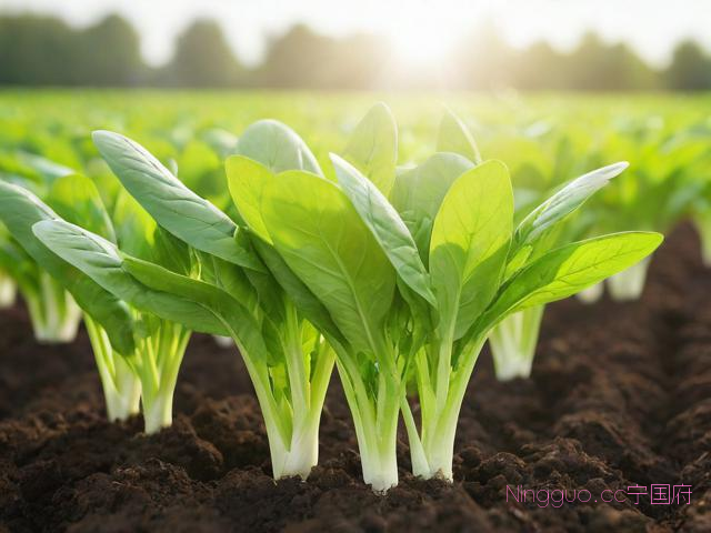苗菜种植技术整理,菜苗的种植