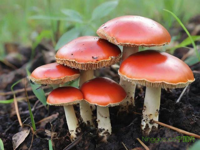 野生红菇种植技术视频,红菇栽培技术视频