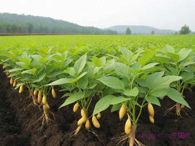 黄精种植技术指南的简单介绍