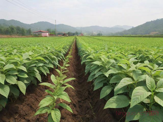 济薯26种植技术,济薯21介绍