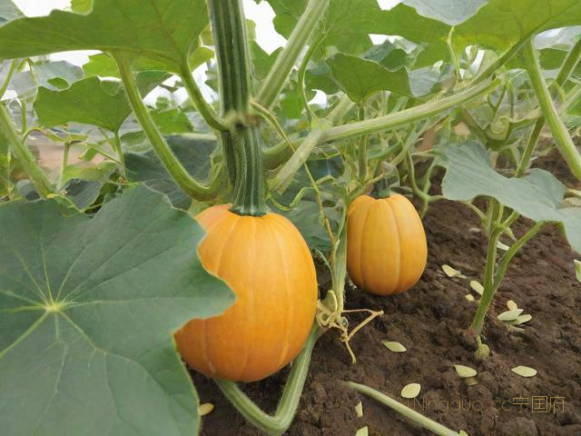 南瓜的种植技术,南瓜的种植技术与病虫害防治