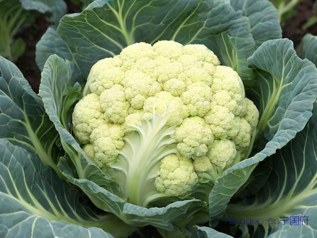 青梗松花菜种植技术,青梗松花菜冬春露地简化栽培技术