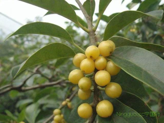 包含黑黄精种植技术哪家好的词条