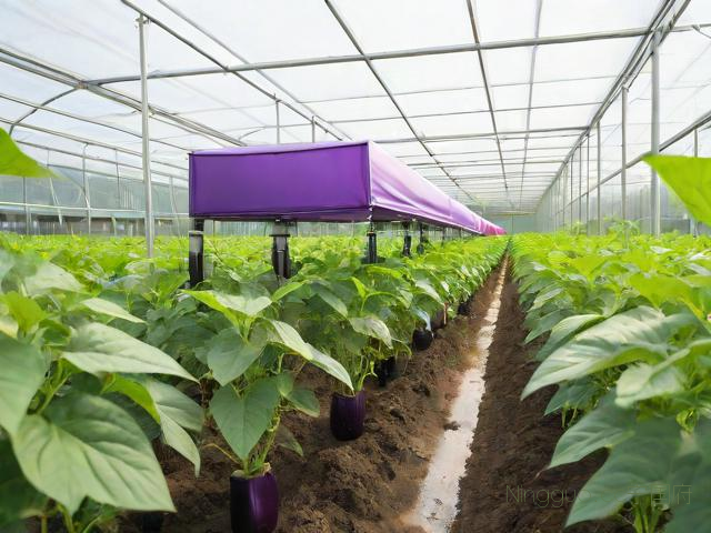 茄子种植技术全过程,茄子种植技术视频