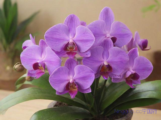 紫皮石斛的种植技术,紫皮石斛的食用方法