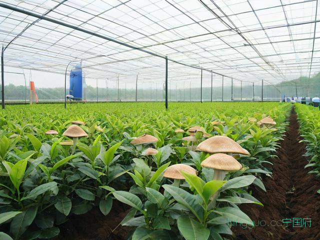 茶树菇种植方法与技术,茶树菇种植前景和利润怎么样