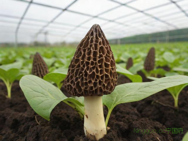 羊肚菌的的种植技术,羊肚菌的种植技术和病虫害防冶