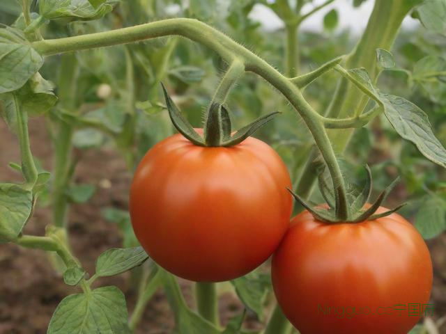 西红柿种植视频和技术,西红柿的种植视频