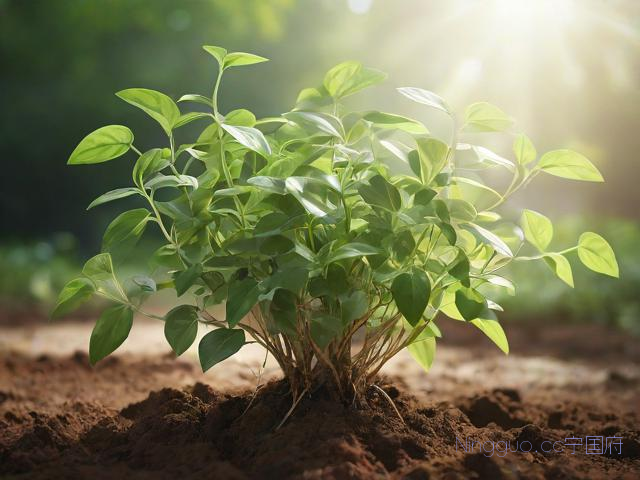 绞股蓝种植与栽培技术,绞股蓝的种植技术,种植前景如何?