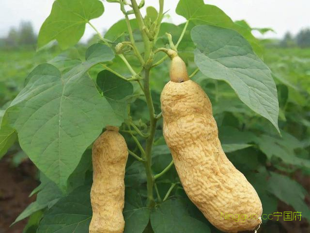 张东祥天麻种植技术,张东祥教你一招种天麻