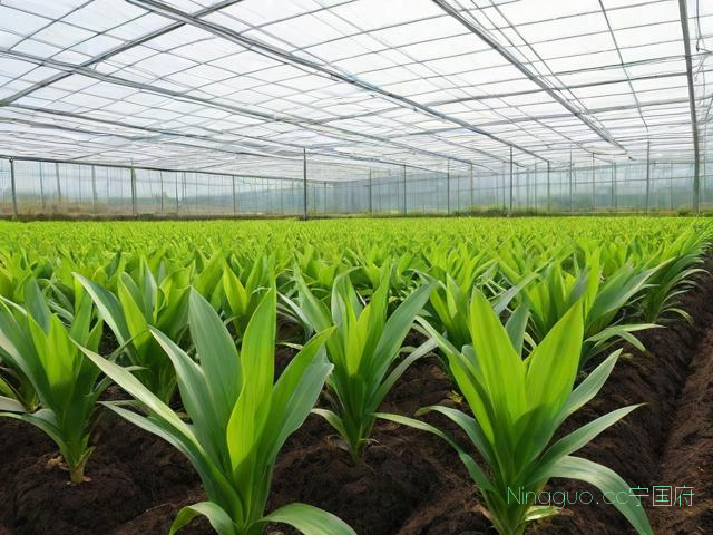 白芨种植技术推广中心,白芨种植公司