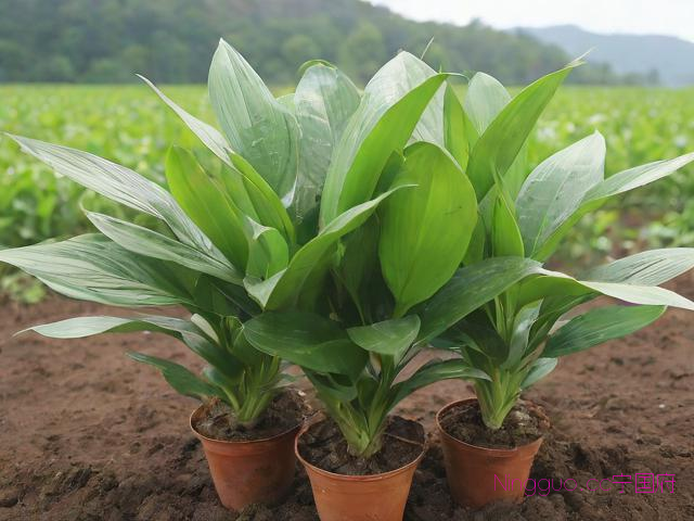 重楼种植的技术,重楼种植技术与栽培管理视频教程