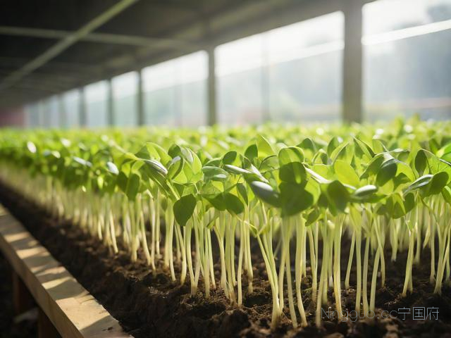 豆苗种植技术,豆苗种植方法和产量
