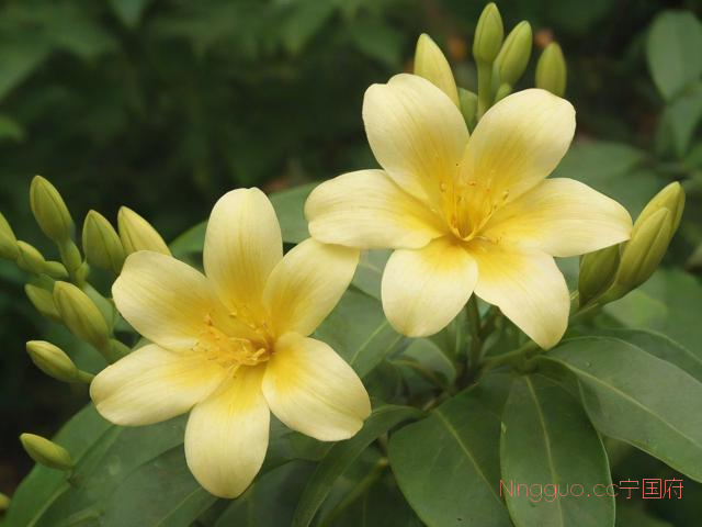 金线莲种植技术资料,金线莲种植技术要点