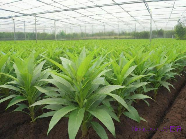 仙茅种植技术,仙茅种植技术和栽培