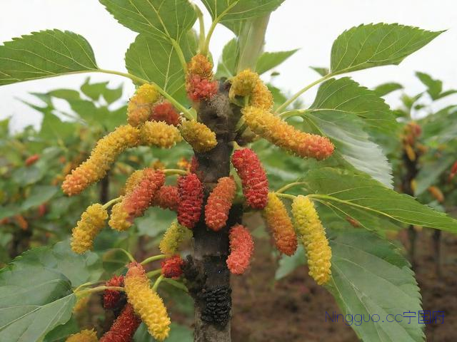 桑黄种植技术规程,桑黄的种植技术培训