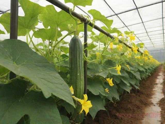 大棚春丝瓜种植技术,大棚春丝瓜种植技术与管理