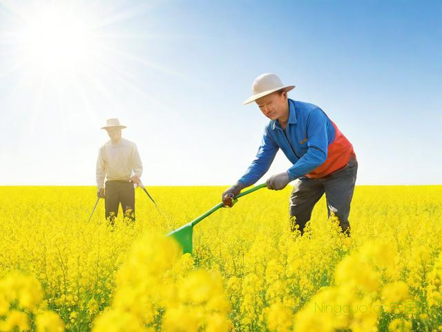 油菜种植施肥技术,油菜怎样施肥产量高