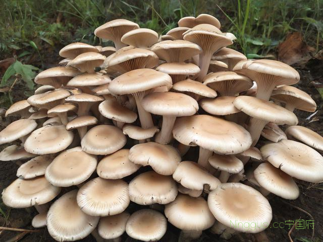 昆明人工菌种植技术,昆明人工菌批发价格