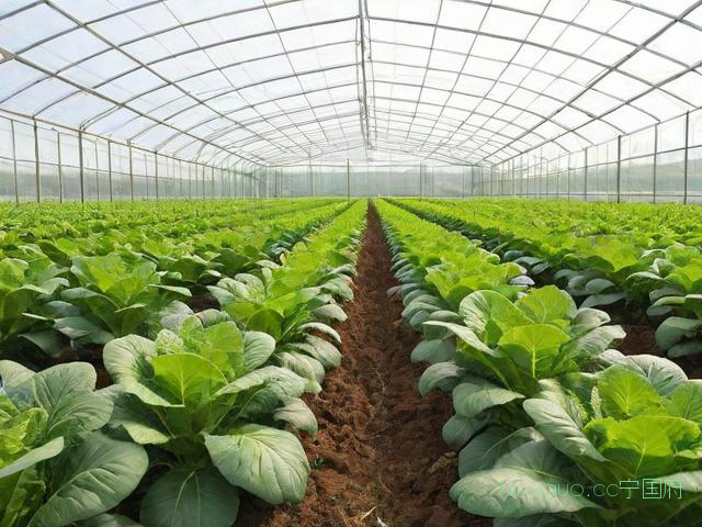 大棚蔬菜种植技术课件,大棚蔬菜种植技术培训资料