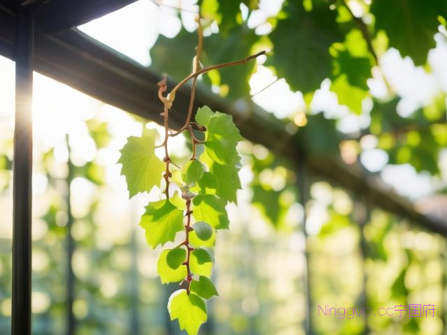 温室葡萄种植技术,温室葡萄开花期注意事项
