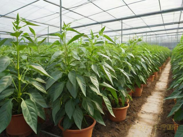 大棚辣椒种植技术,大棚辣椒栽培技术