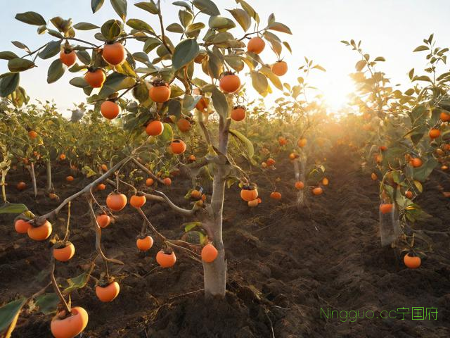 柿子树种植方法和技术,柿子树种植方法和技术视频