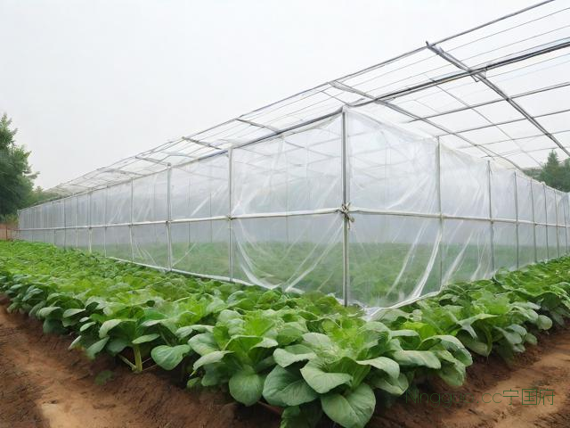 南方大棚种植技术,南方蔬菜大棚的合理选型