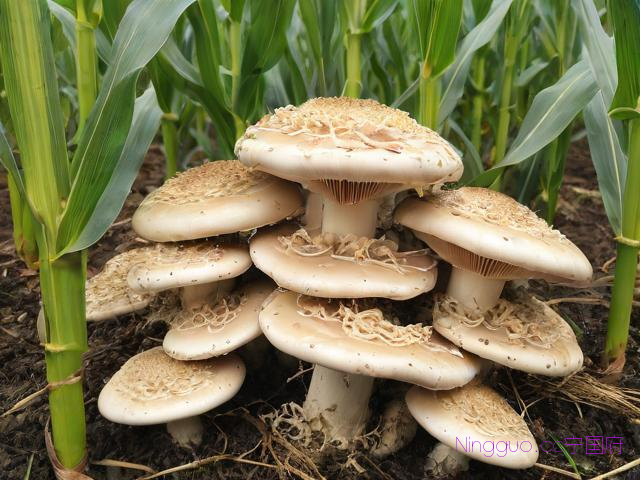 玉米芯草菇种植技术,玉米苾种草菇