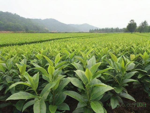 茶油果苗种植技术,茶油果树苗价格