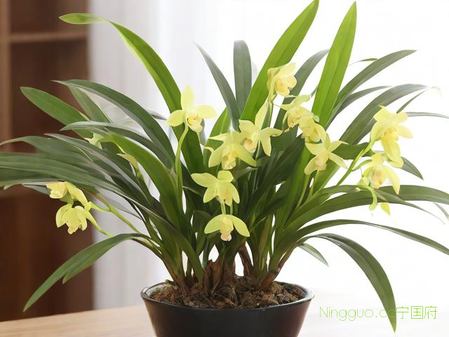 怎样种植石斛技术,如何种植石斛