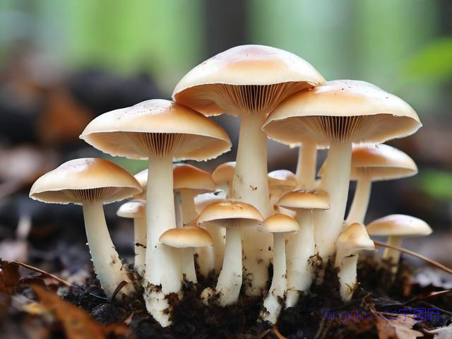 菌菇种植技术视频播放,在家种菌菇视频