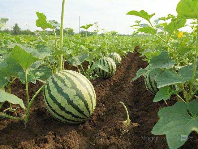 西瓜种植技术全部过程,西瓜种植技术全部过程图片