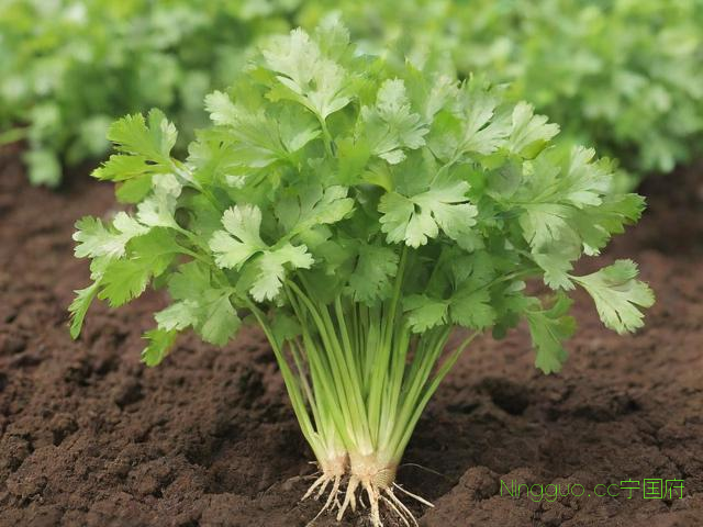 香菜的种植方法及技术,香菜的种植方法和注意事项介绍