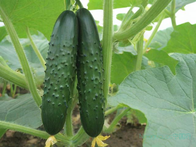 包含大棚黄瓜种植技术之黄瓜管理技术的词条