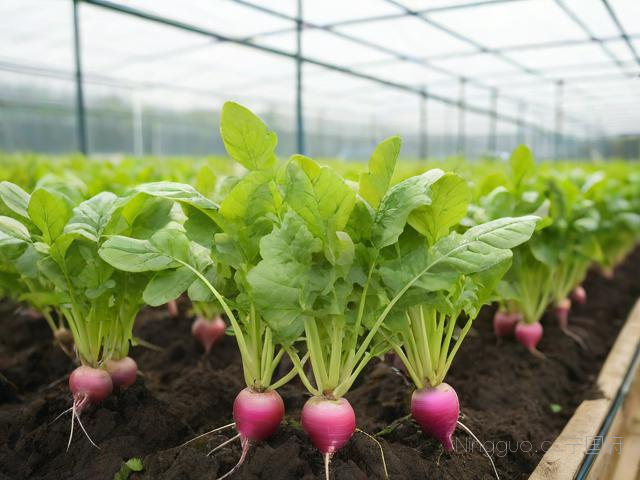 萝卜苗的种植技术,萝卜苗种植技术及管理