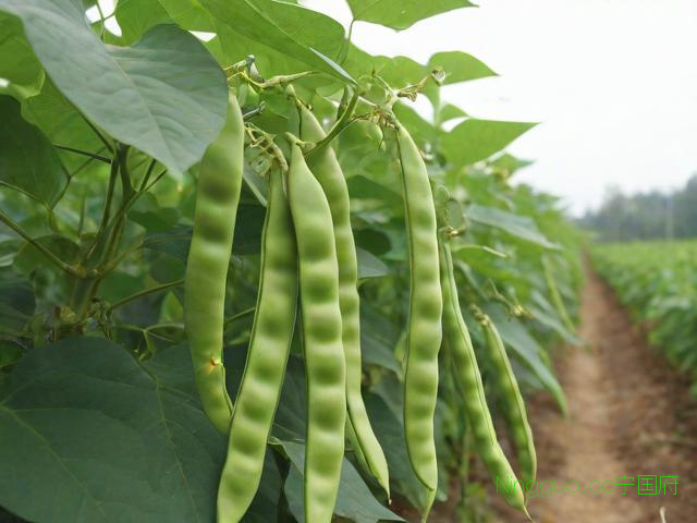 高州四季豆种植技术,高州四季豆种植技术与管理