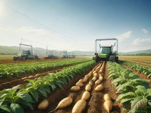 土豆的种植技术分析,土豆的种植技术与管理
