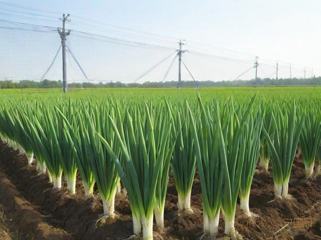 大葱苗种植技术,大葱育苗种植技术
