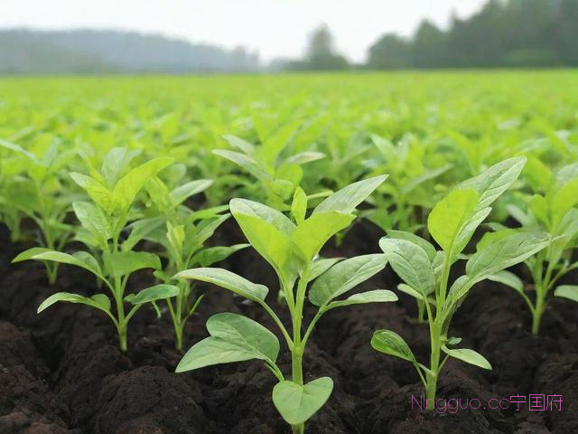 天冬苗种植技术,天冬种植与管理视频
